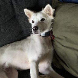 Pirol (now Lumi)