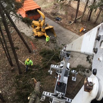 Reyes Tree Services - Tree Services Near Me - Benton Harbor, Michigan Reyes Tree Services - Tree Services Near Me - Benton Harbor, Michigan