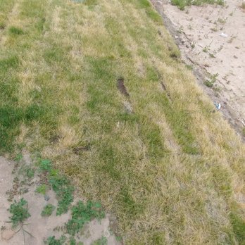 Phillips Turf Farm - 5 weeks, still brown and pulls up/not rooted - Nurseries & Gardening Near Me - Sandy, Utah