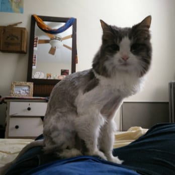 Waggs-N-Whiskers - Maisy showing off her lion cut. - Pet Groomers Near Me - Lakewood, Ohio