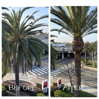 1. Salazar Tree Service