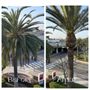 Photo of Salazar Tree Service