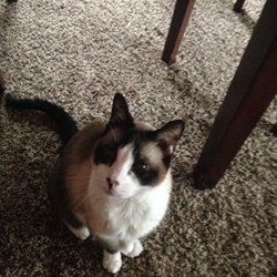 Bridger Veterinary Hospital - Bridger saved Marshmallow  17 years ago and she is still with me.
