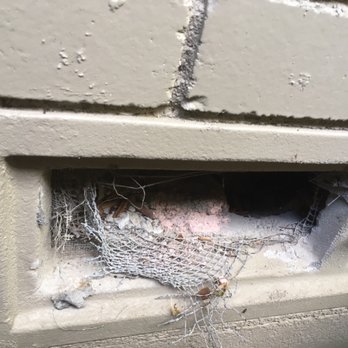 Hurd's Pest Control - Crawl space need cover home for rats,possum and raccoon . - Pest Control Near Me - Dallas, Texas Hurd's Pest Control - Crawl space need cover home for rats,possum and raccoon . - Pest Control Near Me - Dallas, Texas