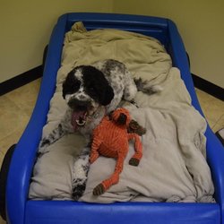 Stay & Play Pet Resort - All of our bedrooms feel like home! This one is equipped with a race car bed, TV, and big comfy chair so your pet is always comfortable.