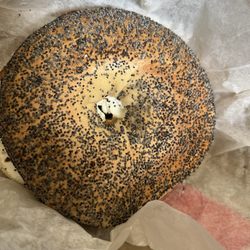 Mountain Roasting - Size of bagel with my fist to show how huge the bagels are