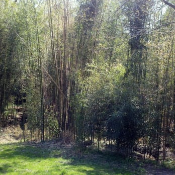 Battery Kemble Park - Bamboo grove. - Parks Near Me - Washington, DC, District of Columbia