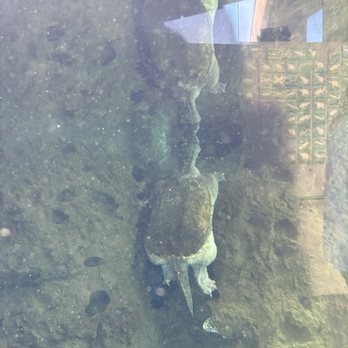 Flint RiverQuarium - Turtle - Aquariums Near Me - Albany, Georgia