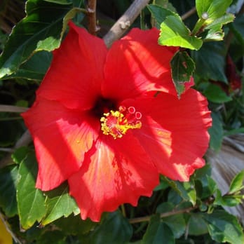 Guajome Regional Park - Flowers in the park - Parks Near Me - Oceanside, California