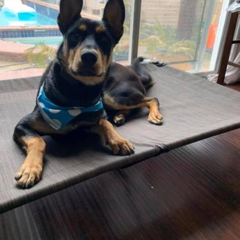 Dogmaster - Pet Training Near Me - Perris, California