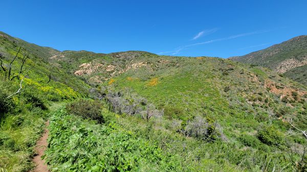 Zuma Canyon Trail by null