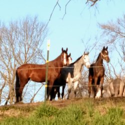 Phoenix Equestrian Center