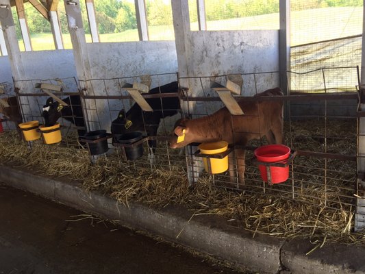 South Mountain Creamery by null