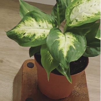 Qideas - Dieffenbachia - Nurseries & Gardening Near Me - Chicago, Illinois