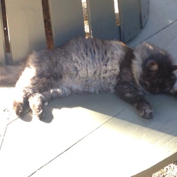 PlumpJack Estate Winery - Wine cat - Wine Tasting Room Near Me - Napa, California PlumpJack Estate Winery - Wine cat - Wine Tasting Room Near Me - Napa, California