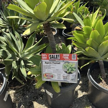 Moon Valley Nurseries - Landscaping Near Me - Torrance, California