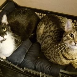 Oaklawn Animal Hospital - M Gretschmann DVM - 2 brothers ,love their doctor