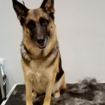 Special Touch Pet Salon - Pet Groomers Near Me - Livonia, Michigan Special Touch Pet Salon - Pet Groomers Near Me - Livonia, Michigan