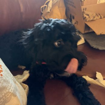 Barkonia - Pet Groomers Near Me - Alameda, California