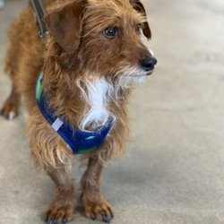 Tails of Rescue in Kahoots - Red Baron 3 year old male doxie and wife hair terrier blend, we think.
