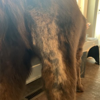 Doggie Paws - Up close of the choppy shave - Pet Groomers Near Me - Sparta, Michigan