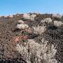 Photo of Native Here Nursery