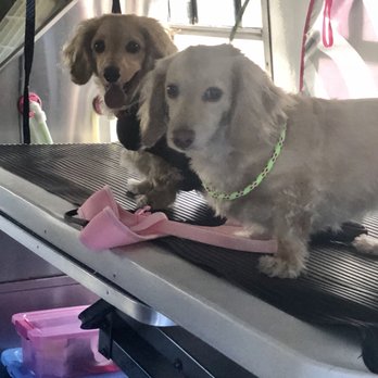 Bark'n Beauties Pet Grooming - Pet Groomers Near Me - Modesto, California
