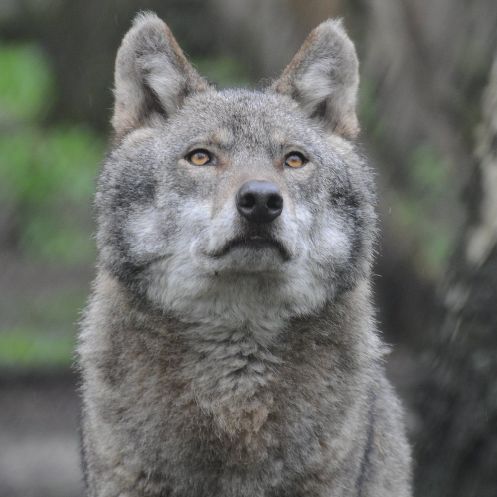Wildwood Trust - Zoos Near Me - Herne Bay, KEN