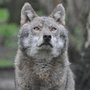 Photo of Wildwood Trust