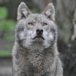 Wildwood Trust