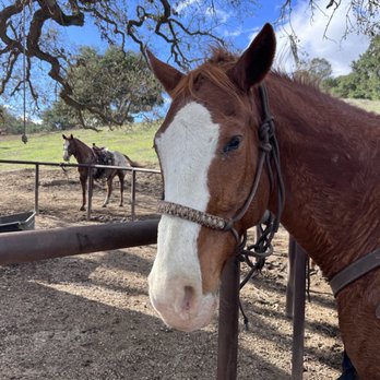 Central Coast Trailrides - My best friend! - Horseback Riding Near Me