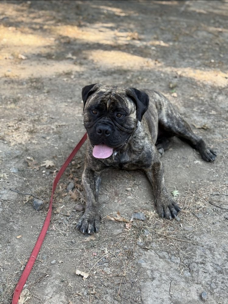 Perfect Pack Dog Training