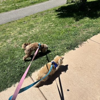 Academy Hills Park - Dogs enjoying walk - Parks Near Me - Albuquerque, New Mexico