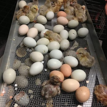 Lake Meadow Naturals - Chicks hatching! - Farmers Market Near Me - Ocoee, Florida