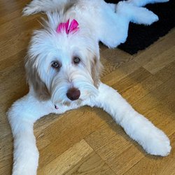 uptown pooch mobile dog groomer - Our Frankie girl after a spa day with Uptown Pooch Mobile groomers