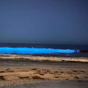 Beachcomber Inn - Bioluminescence! - Hotels Near Me - San Clemente, California