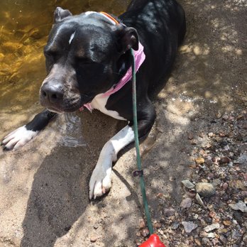 Wasco Veterinary Clinic - My sweet pittie girl, Drea! - Veterinarians Near Me - Wasco, California Wasco Veterinary Clinic - My sweet pittie girl, Drea! - Veterinarians Near Me - Wasco, California