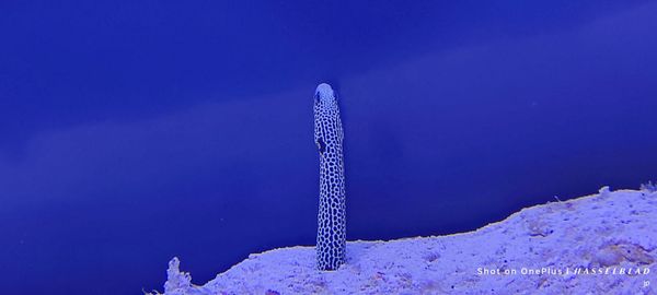 Mote Marine Laboratory & Aquarium by null