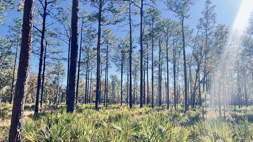 Morningside Nature Center Logo