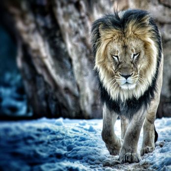 Denver Zoo - Lion - Zoos Near Me - Denver, Colorado Denver Zoo - Lion - Zoos Near Me - Denver, Colorado