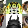 Photo of Terminators Pest Management