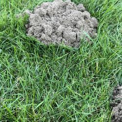 Catseye Pest Control - Hopkinton