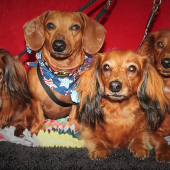 Gorgeous Grooming Ranch - Pet Groomers Near Me - Justin, Texas Gorgeous Grooming Ranch - Pet Groomers Near Me - Justin, Texas