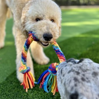 Doggo Days - Dog Walkers Near Me Doggo Days - Dog Walkers Near Me