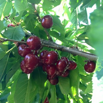 Pease Ranch - Must climb on the ladder to reach for these big, deep red and sweet cherries. - Fruits & Veggies Near Me - Brentwood, California Pease Ranch - Must climb on the ladder to reach for these big, deep red and sweet cherries. - Fruits & Veggies Near Me - Brentwood, California