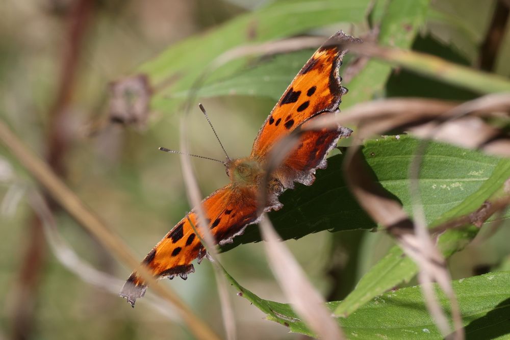 WOODWARD CAMERA 23 Photos & 97 Reviews 33501 Woodward Ave