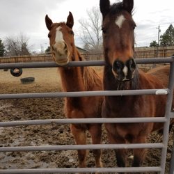 Healing Hands Horsemanship - Desiree and Roxie