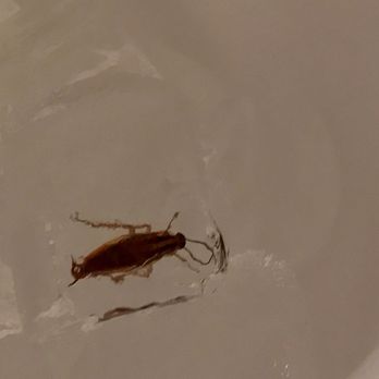 Popeyes Louisiana Kitchen - Roach in ice - Fast Food Near Me - Dickinson, Texas Popeyes Louisiana Kitchen - Roach in ice - Fast Food Near Me - Dickinson, Texas