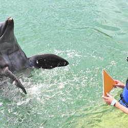 Dolphin Connection - Having the dolphin do tricks