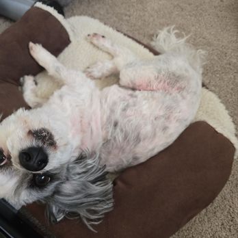 PetSmart - Redness and Irritation Caused by Improper Grooming - Pet Training Near Me - Manhattan, Kansas PetSmart - Redness and Irritation Caused by Improper Grooming - Pet Training Near Me - Manhattan, Kansas